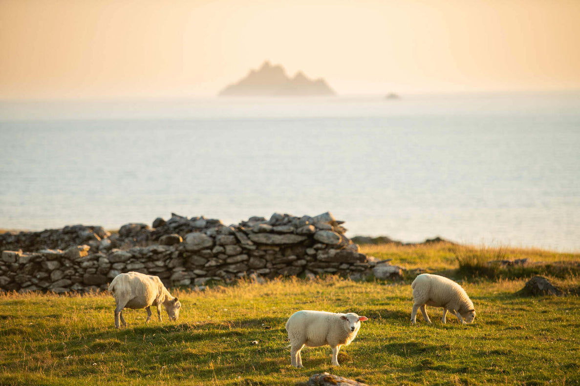 Three sheep graze in a grassy field near a stone wall, with a calm sea and distant rocky island visible in the background, under soft lighting.