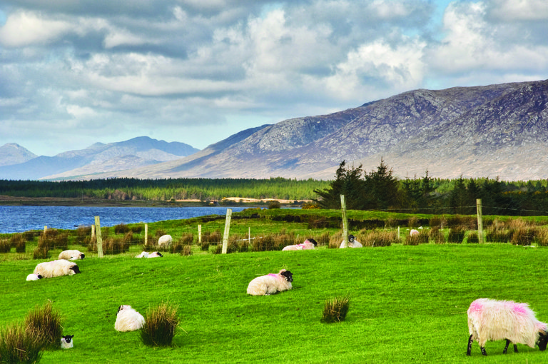 sheep on a farm field in remote connemara, west ireland