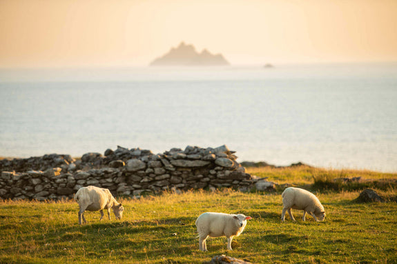 Three sheep graze in a grassy field near a stone wall, with a calm sea and distant rocky island visible in the background, under soft lighting.
